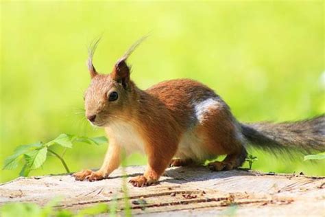 A quick PSA from your friendly prehistoric squirrel ️ ...